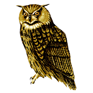 Owl PNG-26796
